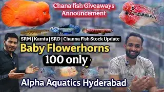 🔥 CLEARANCE Offer🔥 Cheapest Rates Ever on Flowerhorn Fry & Juveniles | Best Quality at Lowest Price
