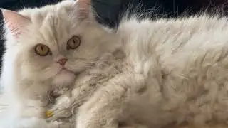 Cats are not lazy!! Also cats 