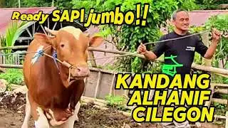 SAPI JUMBO DI CILEGON NEH - SOHIBUL QURBAN siap MERAPAT!!!!