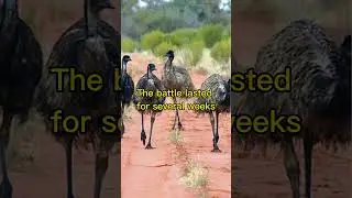 The Great Emu War - An Intriguing Battle in Australian History