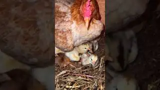 Mama hen #babychick newborn