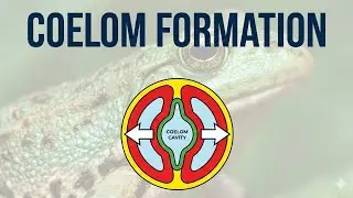 Formation of coelom in frog| Well explained