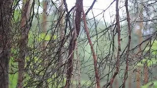 Forest Utopia