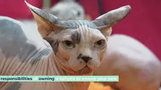 Everything You Need to Know About Sphynx Kittens: Costs,