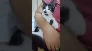 #michelletemplado #shortvideo
