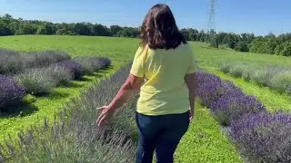 Lavender farm is the place to 