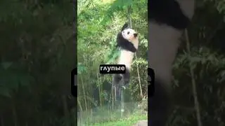 🤦&zwj;♀️Панды делают все возможное чтобы не выжить #панда #панды #юмор