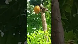 eyarkkai azhagu
