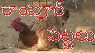 Excellent hens in Rao farms  ll బ్రీడింగ్ లో పెట్టలకే ప్రధమ తాంబూలం  ll VarmaBook Agri