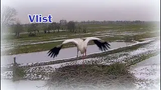 Bocian zimujący - Vlist, NL - 12 01 2026