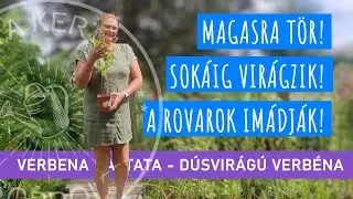 Dúsvirágú verbéna – Egy elegáns, strapabíró évelő, amit érdemes megismerni