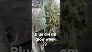 Blue dream grow week 9