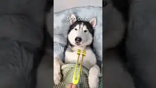 Dog core🤣He is fixing himself in front of the mirror😂 #living_life #Dog #funny #viralvideo #Shorts