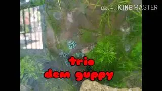 Trio guppy damboo eared mosiac on the small tank