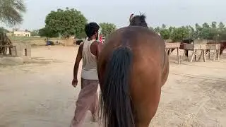 Horse Power Like You've NEVER SEEN Before! // Horse power //17 August 2025