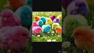 Baby Chicks Chirping ASMR#Adorable chicks#birds sound#baby chicks# baby birds# Chicks🐣😱😱😱😱😱