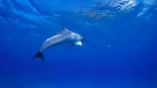 Plastic And Dolphins