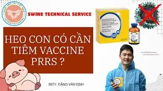 HEO CON C&Oacute; CẦN TI&Ecirc;M PRRS? VACCINE PRRS N&Agrave;O HIỆU QUẢ CHO TRẠI