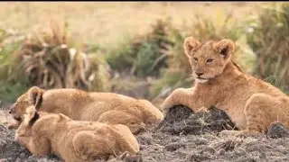 Mother&rsquo;s Love in the Wild Jungle | Elephant Baby, Lion Cub & Peaceful Nature 🐘🦁