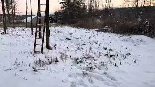 Горец японский &mdash; непонятый союзник на пути к продовольственному лесу