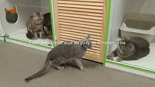 Круглосуточное видеонаблюдение📹, забота и любовь💚#гостиницадлякошек #petsplace #minsk  