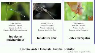 Insecto, orden Odonata, familia Lestidae lestes indolestes del diablo esmeralda grandis gracilis