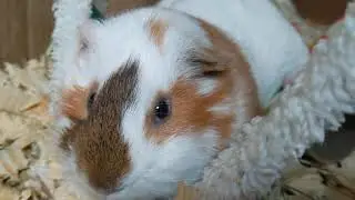 Chunky Guinea Pig Enjoying His Hammock
