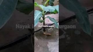 drip irrigation system new reels popular #irrigationmethod #pipelining #plumbingtime #home #backflow