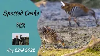 The elusive Spotted Crake - filmed in 4K