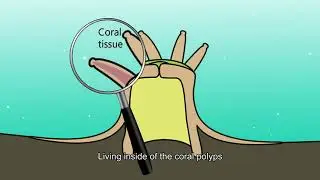 Connections: Exploring Biscayne National Park (Episode 04: The Coral Reef)