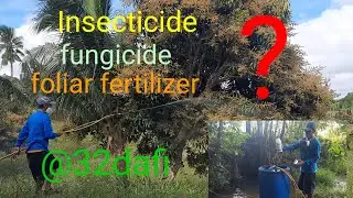 Anong insecticide, fungicide at foliar fertilizer ang gagamitin sa 32days