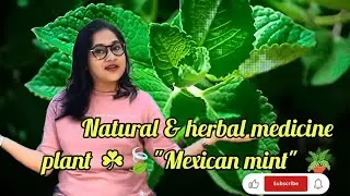 Natural & herbal medicine plant ☘️🍃