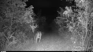 Ceyomur CY95 Trail Cam sample footage - 4K