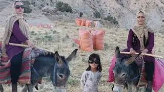 Секреты приручения осла от кочевника: традиционные приемы кочевников 🐴🏕🌳