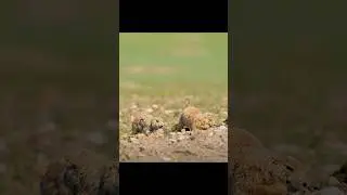 Семейная вражда! #дикаяприрода #животные #снимки #видео