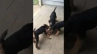 Icepond Airedales Puppies Eating