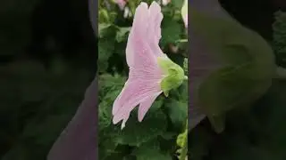 Дикая роза!