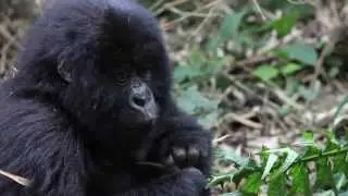 Into a Wilder Future  - The Frankfurt Zoological Society