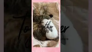 Together ❤️ #shorts #shortvideo