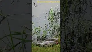 Wild Survival Battle #nature #snake #survival #shorts