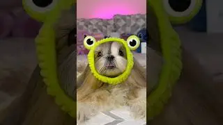 Um dia comigo fazendo meu skincare usando os produtos da Dog Moo #pets #vidapet #cachorro