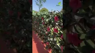 Expandable Faux Privacy Fence | Faux Plant Green Wall