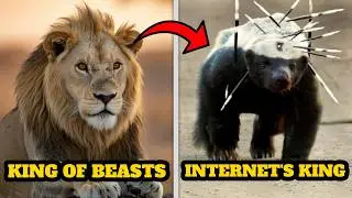 Why Everyone's OBSESSED With The Honey Badger (13 Viral Proofs!)