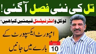 Till Export from Pakistan | Sesame Seeds Price 2025 | فَصل آ گئی | Bulk Supply for China Buyers