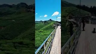 beautiful tea Garden 😱 Kanyam Nepal greenary scene #shorts