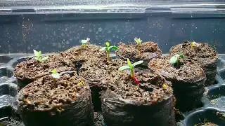 AGMS Seeds.Rose Growing Time-lapse, Growing Roses from AGMS Seed
