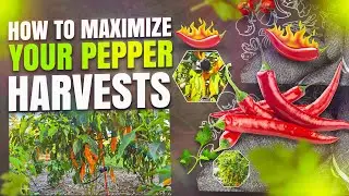 How to Maximize your Pepper Harvests | Increase your pepper plant yields by 95% |