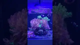 Red Sea Max Nano #aquarium #reeftank #reef #coral #fish #reeflife #nemo #ocean #reef #nano