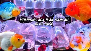 YANG TERBARU INI IKAN RANCHU BLUE BASE. STOK TERBATAS JANGAN SAMPAI KE HABISAN. DI LAPAK BANG ARIF 