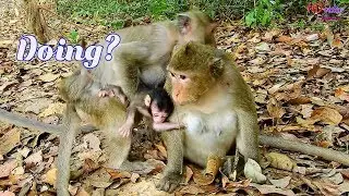 Poor newborn monkey Toni just born 4days-Why grandma like to d0 like this-Pity Toni too much